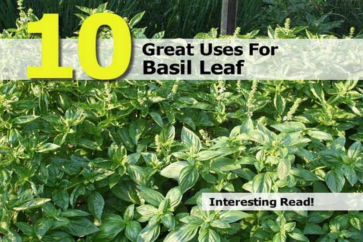 10 Great Uses For Basil Leaf