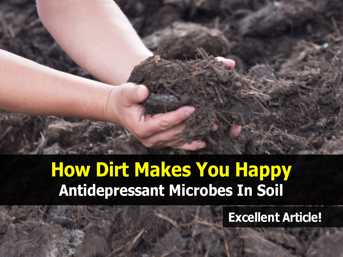 How Dirt Makes You Happy Antidepressant Microbes In Soil